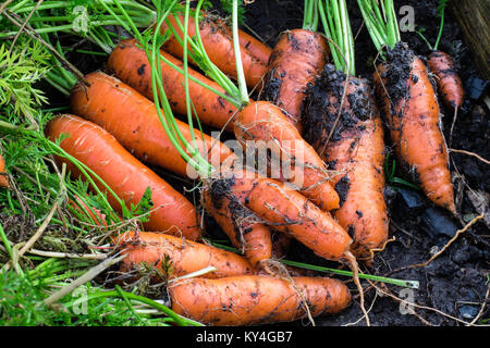 Frische Bio Karotten rechts aus dem Boden heraus. Organische im Garten arbeitende vom Feinsten. Stockfoto