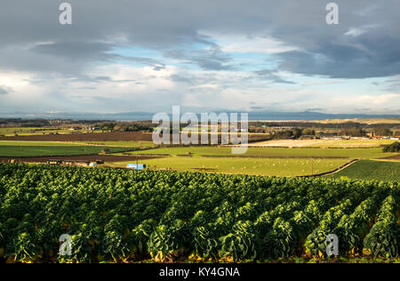 Rosenkohl Erntegut mit Blick auf eine Landschaft mit Container schiff in Firth-of-Forth, East Lothian, Schottland, Großbritannien Stockfoto