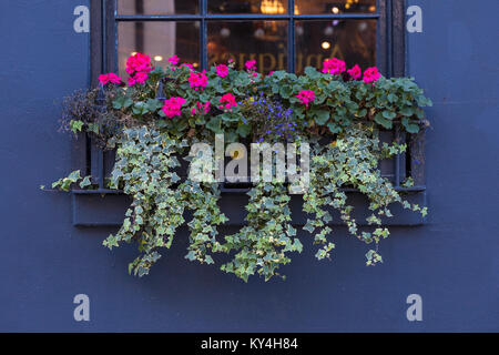Eine schöne Blume Anordnung mit Efeu und Geranien in einem viktorianischen Fenster lila Hintergrund sitzen Stockfoto