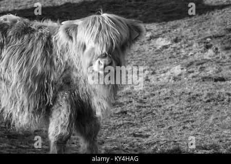 Angus Kuh Kalb Stockfoto