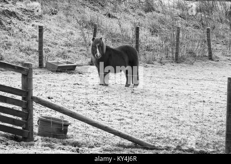 Shetland pony in der Koppel im Winter Stockfoto