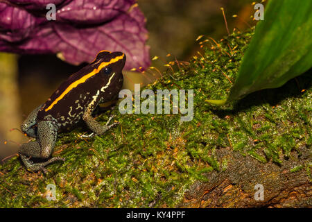 Golfodulcean Poison Dart Frog Stockfoto