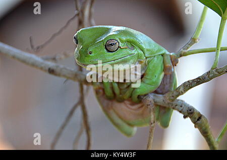 Weiß-lippigen Frosch (Litoria infrafrenata) in Australien Stockfoto