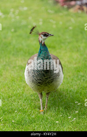 Weibliche indischen Peahen mit grüner Hals, seitlich Stockfoto