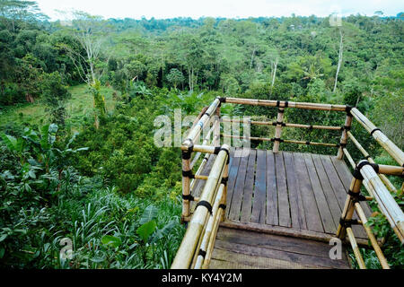 Luftaufnahme der Kaffeeplantage in Bali. Stockfoto