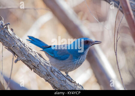 Woodhouse's Scrub-Jay, (Aphelocoma woodhouseii), Bosque Del Apache National Wildlife Refuge, New Mexico, USA. Stockfoto