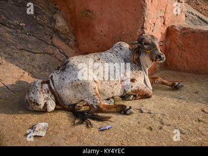 Heilige Kuh auf den Straßen von Jaipur, Rajasthan, Indien, Asien Stockfoto