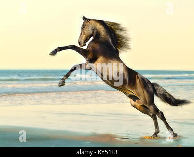 Morgan Horse Hengst Stockfoto