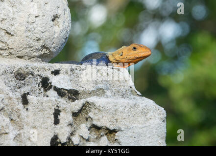 African Rainbow Lizard oder Afrikanische Rothaarige Agama Africana Stockfoto