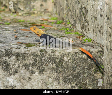 African Rainbow Lizard oder Afrikanische Rothaarige Agama Africana Stockfoto