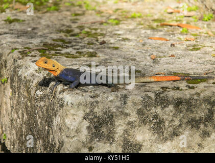 African Rainbow Lizard oder Afrikanische Rothaarige Agama Africana Stockfoto