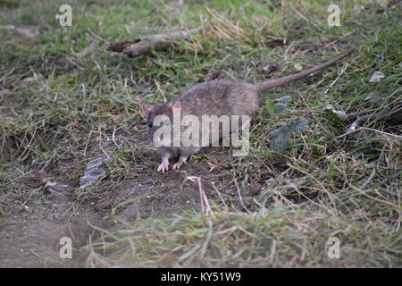 Die nahrungssuche Ratte kriechen im Gras Stockfoto