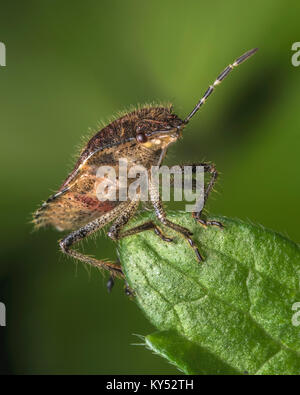 Behaart (Dolycoris baccarum Shieldbug) Klettern an der Oberseite eines Blattes. Thurles, Tipperary, Irland. Stockfoto