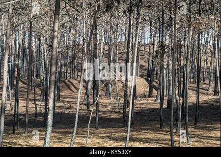 Wald von geschwärzt, Feuer beschädigte Bäume in einem Wald in der zentralen Region von Portugal. Stockfoto