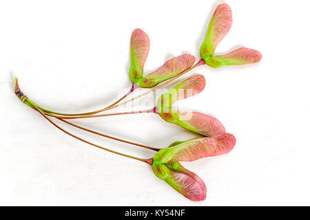 Geflügelte Samen der roten Ahorn, Acer rubrum, auf einer hölzernen Hintergrund. Stockfoto