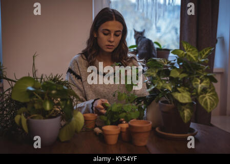 Frau Pflanzen Pflanzen im Topf zu Hause Stockfoto
