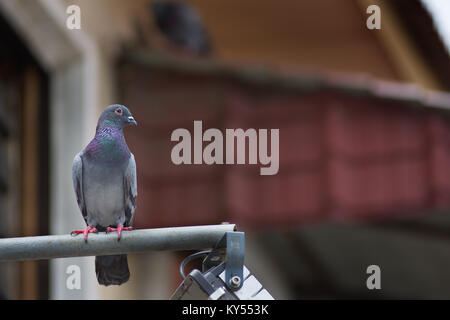 Eine einzige Stadt Pigeon thront auf einem Licht. Stockfoto