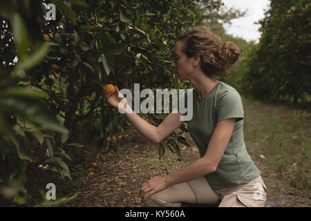 Frau Bauer Kontrolle orange in der Farm Stockfoto