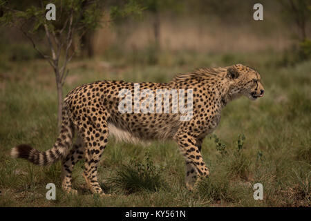 Cheetah wandern im Grünland im Safari Park Stockfoto