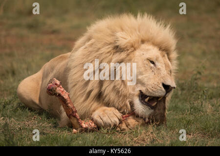 Lion, Fleisch zu essen im Safari Park Stockfoto