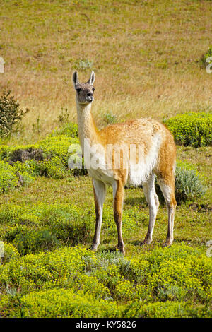 Guanako in Torres del Paines Nationalpark in Patagonien Region von Chile. Stockfoto