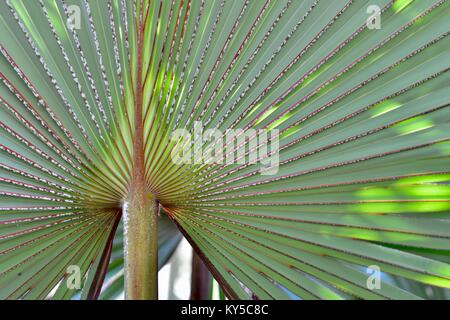 Fan palm leaf mit roten und grünen in einem Vorort Garten, Latania lontaroides, Rot latan Palm, Sunshine Coast, Queensland, Australien Stockfoto