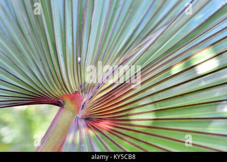 Fan palm leaf mit roten und grünen in einem Vorort Garten, Latania lontaroides, Rot latan Palm, Sunshine Coast, Queensland, Australien Stockfoto