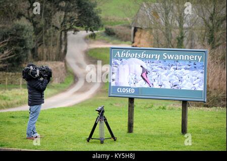 Abbotsbury Swannery in Dorset, Großbritannien. 13. Januar, 2018. Vogelgrippe hat in 17 wilde Vögel an Abbotsbury Swannery in Dorset, UK Credit: Finnbarr Webster/Alamy Leben Nachrichten erkannt worden Stockfoto