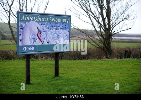 Abbotsbury Swannery in Dorset, Großbritannien. 13. Januar, 2018. Vogelgrippe hat in 17 wilde Vögel an Abbotsbury Swannery in Dorset, UK Credit: Finnbarr Webster/Alamy Leben Nachrichten erkannt worden Stockfoto