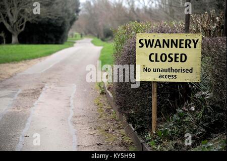 Abbotsbury Swannery in Dorset, Großbritannien. 13. Januar, 2018. Vogelgrippe hat in 17 wilde Vögel an Abbotsbury Swannery in Dorset, UK Credit: Finnbarr Webster/Alamy Leben Nachrichten erkannt worden Stockfoto