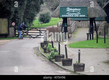 Abbotsbury Swannery in Dorset, Großbritannien. 13. Januar, 2018. Vogelgrippe hat in 17 wilde Vögel an Abbotsbury Swannery in Dorset, UK Credit: Finnbarr Webster/Alamy Leben Nachrichten erkannt worden Stockfoto