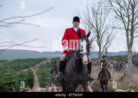 Ancrum, Rawflat/, UK. 13. Januar, 2018. Buccleuch Foxhounds an Rawflat, in der Nähe von Ancrum Bildunterschrift: Huntsman Tim Allen (2014-) (rote Jacke) mit dem Herzog von buccleuch Hunt's Foxhounds am Samstag, den 13. Januar in den Hügeln in der Nähe von Ancrum, Jedburgh, einer Wahlbeteiligung von rund 60 montiert Anhänger fallen die Tage Jagd. (Bild: Rob Grau/Alamy leben Nachrichten Stockfoto