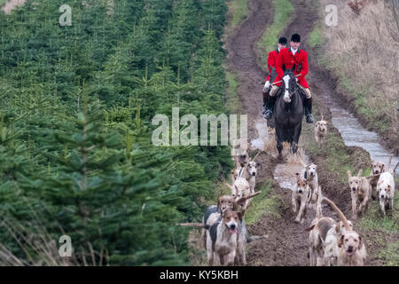 Ancrum, Rawflat/, UK. 13. Januar, 2018. Buccleuch Foxhounds an Rawflat, in der Nähe von Ancrum Bildunterschrift: Huntsman Tim Allen (2014-) (rote Jacke) mit dem Herzog von buccleuch Hunt's Foxhounds am Samstag, den 13. Januar in den Hügeln in der Nähe von Ancrum, Jedburgh, einer Wahlbeteiligung von rund 60 montiert Anhänger fallen die Tage Jagd. (Bild: Rob Grau/Alamy leben Nachrichten Stockfoto