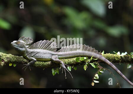 Emerald Basilisk (Basiliscus plumifrons) in Costa Rica Stockfoto