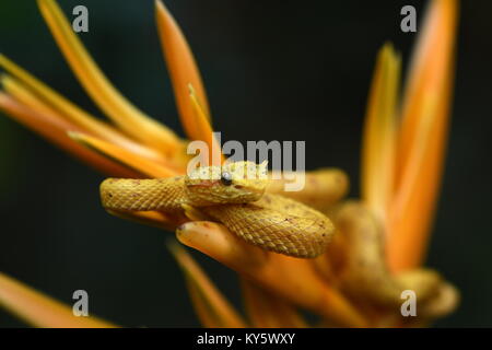 Gelb Wimpern Pit Viper snake (Testudo schlegelii) aus Costa Rica Stockfoto