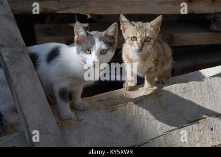 Zwei wilde kleine Kätzchen sitzen auf dem Rand Ihrer Unterkunft, eine rote Katze und eine weiße Katze. Stockfoto