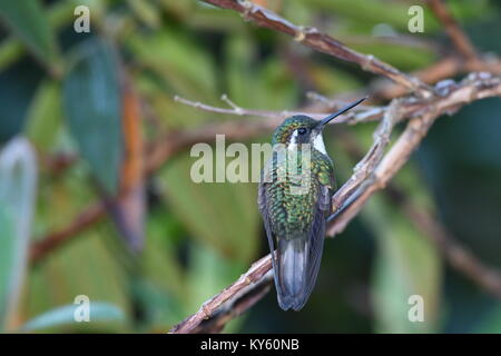 Grau-tailed Mountain gem Kolibri (Lampornis cinereicauda) in Costa Rica Stockfoto