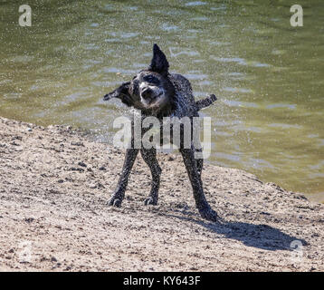 Schwarzes Labor oder Labrador Retriever mix schütteln Wasser nach dem Schwimmen in einem Teich an einem heißen Sommertag Stockfoto