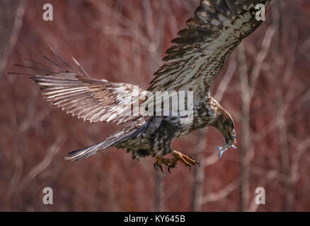 Ein Adler auf der Suche nach Nahrung Stockfoto