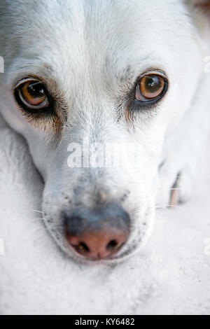 Weiß Chihuahua mix Hund vor der Kamera mit ihren Kopf auf die Pfote Stockfoto