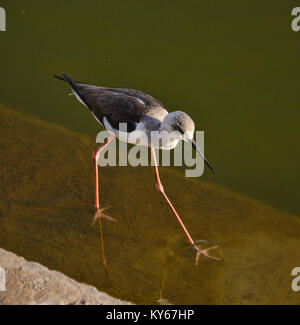 Indische Teich Heron (Ardeola grayii) und Schwarz geflügelte Stelzen über Pushkar See, Pushkar, Rajasthan, Indien Stockfoto