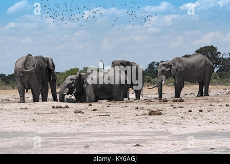 Elefant Gruppe an einem Wasserloch in Chope Nationalpark in Botsuana Stockfoto