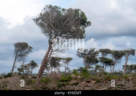 Bäume geknickt vom Wind in den Kiefernwald, San Rossore, Pisa, Toskana, Italien Stockfoto