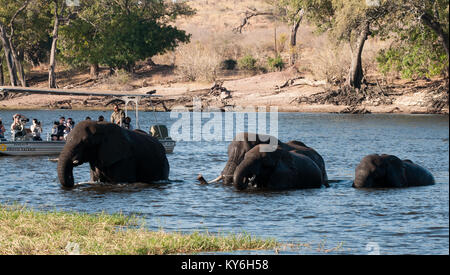 Elefanten kreuzen Fluß Stockfoto