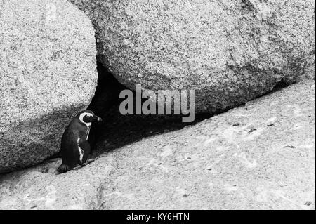 African Penguin, Spheniscus demersus, am Boulders Beach, Table Mountain National Park, Kapstadt, Südafrika Stockfoto