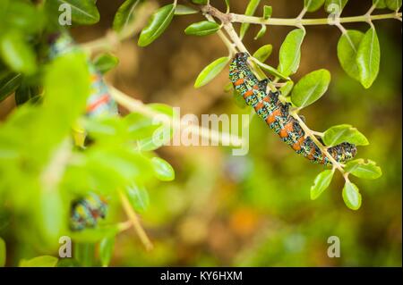 Bunte Raupen eine grüne Pflanze in einem Garten in Struis Bay erkunden, Provinz Western Cape, Südafrika. Stockfoto