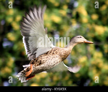 Stockente im Flug Stockfoto