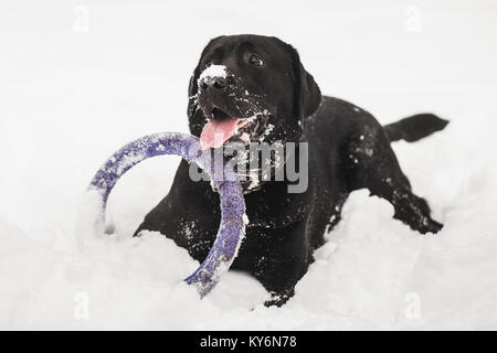 Portrait der netten lustigen schwarzen Labrador Hund glücklich Spielen im Freien in Weiß frischen Schnee auf frostigen Wintertag. Stockfoto