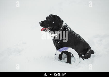 Portrait der netten lustigen schwarzen Labrador Hund glücklich Spielen im Freien in Weiß frischen Schnee auf frostigen Wintertag. Stockfoto