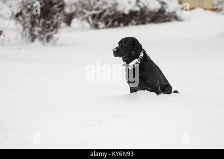 Portrait der netten lustigen schwarzen Labrador gerne draußen spielen in Weiß frischen Schnee auf frostigen Wintertag. Hund sitzt auf dem Boden. Horizontale Farbe Photogra Stockfoto